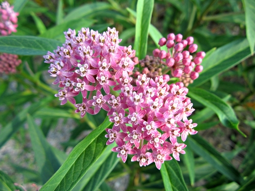 Algodoncillo El Alimento De Las Mariposas Monarca Cultiva Futuro