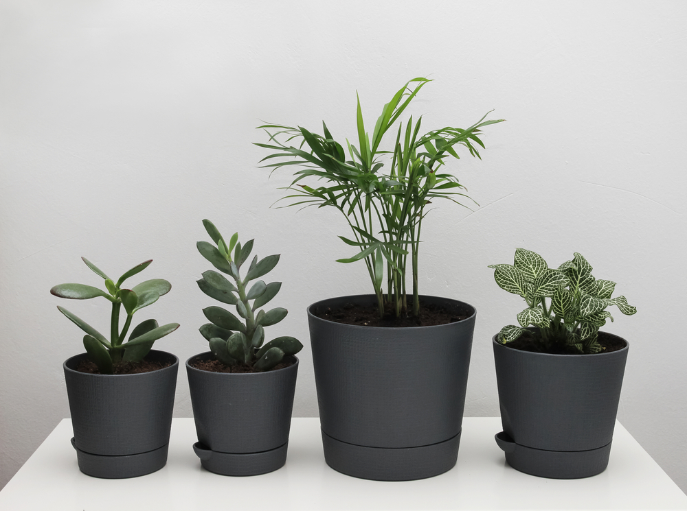 plantas en ollas sobre fondo claro