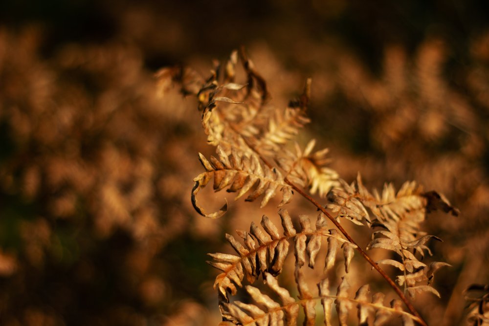El helecho seco. Hojas de helecho secas al sol. Fondo natural. Las hojas de oro de otoño de un helecho. Macro. Cierra.