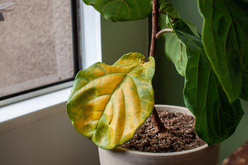 Planta enferma hoja amarilla