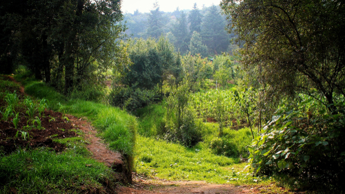 sedema reforesta áreas naturales protegidas cdmx