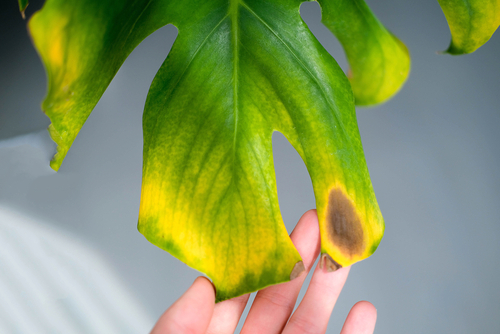 planta enferma borde quemado