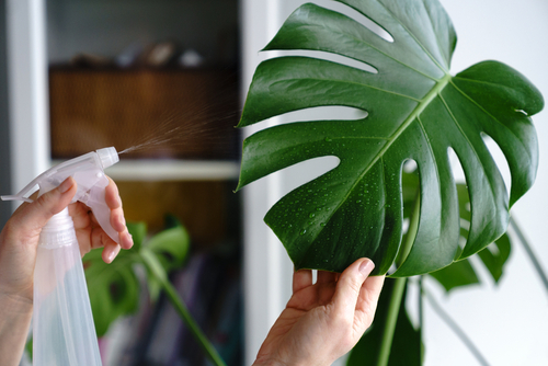 Remedios naturales para plantas