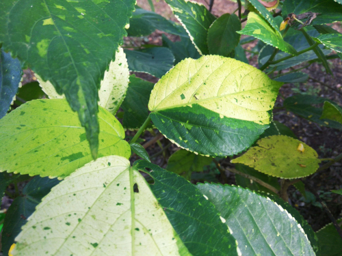 planta enferma hoja blanca
