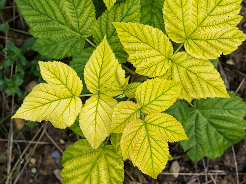 plantas enfermas remedios
