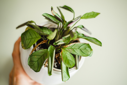 Planta enferma hojas caídas