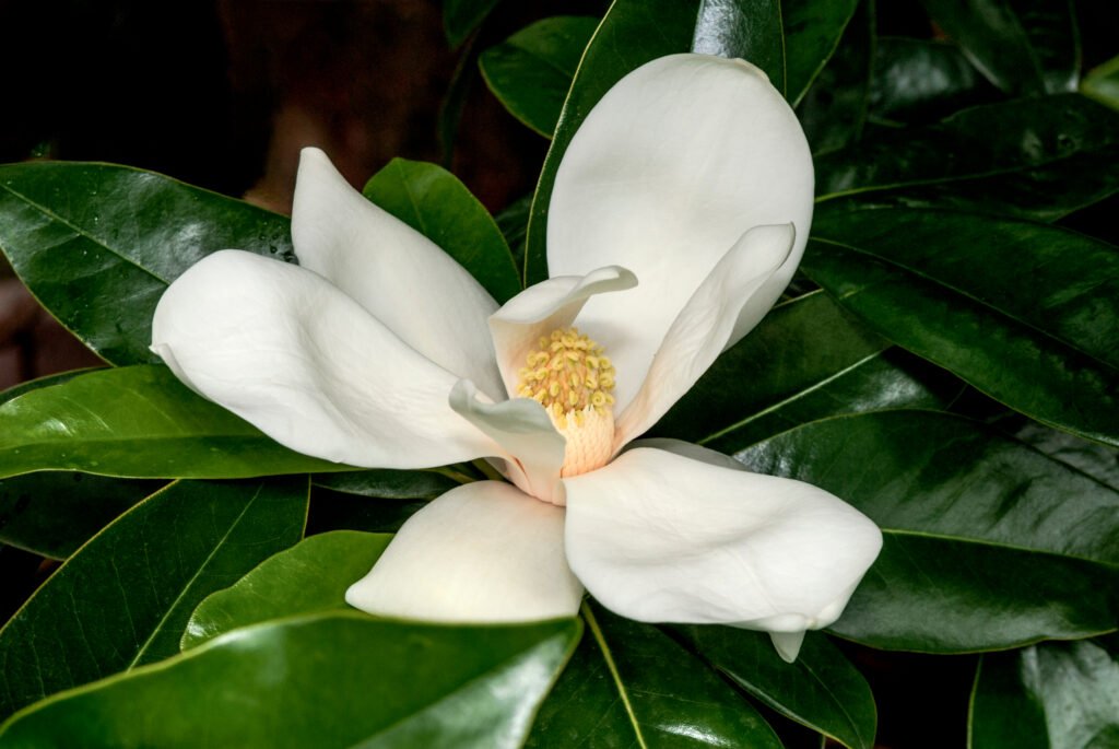 Magnolia Pacífica 