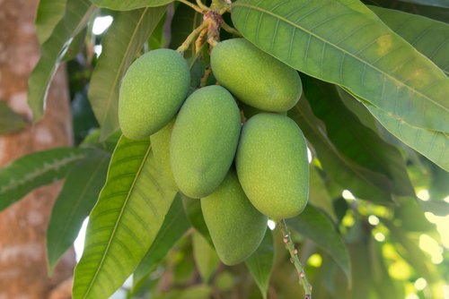 mango ataulfo