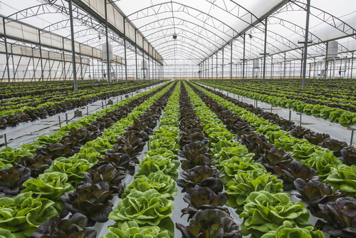 invernadero agricultura protegida