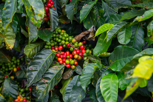 Cerezas del café