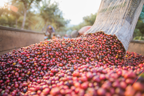Cosecha de frutos del café