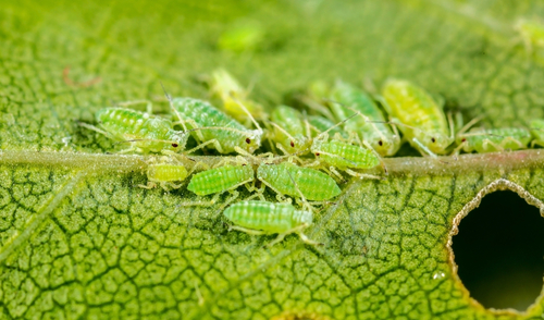 Pulgón plaga otoño