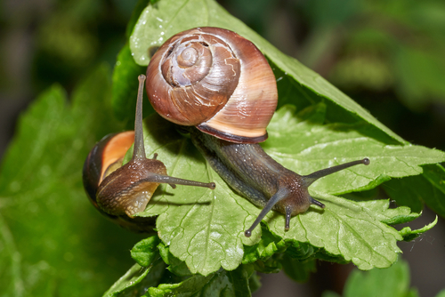 Caracoles plaga otoño