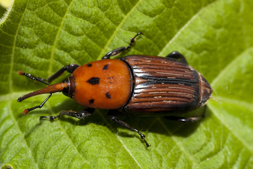 Picudo plaga otoño