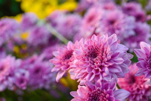 Flores Crisantemos