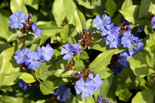 Flores Falso Plumbago