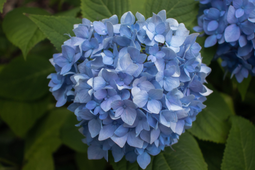 Flores hortensias