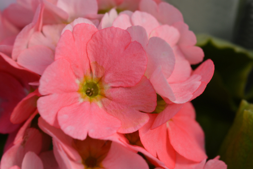 Flores Primavera