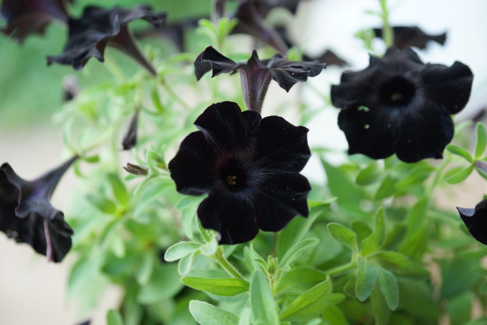 Estas plantas y flores de color negro se verán hermosas en tu jardín -  Cultiva Futuro