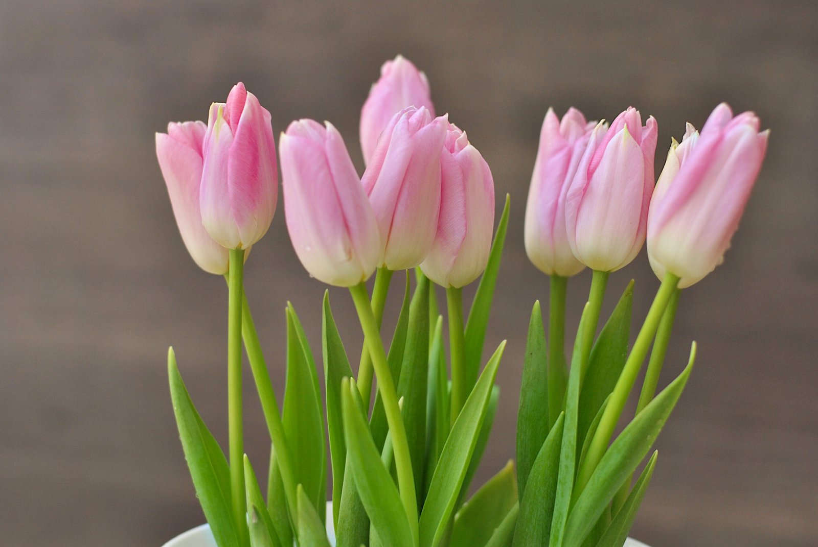 Cómo cultivar tulipán en maceta - Cultiva Futuro