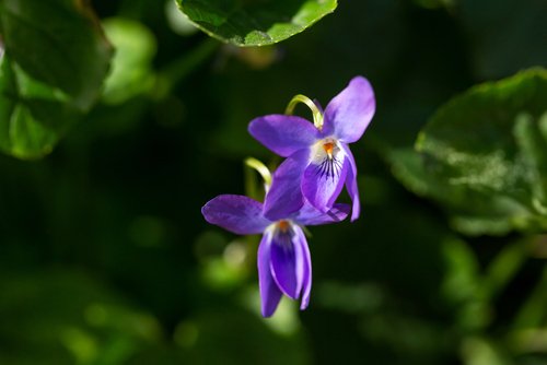 Flores Comestibles Para Crecer En Tu Huerto Urbano Cultiva Futuro