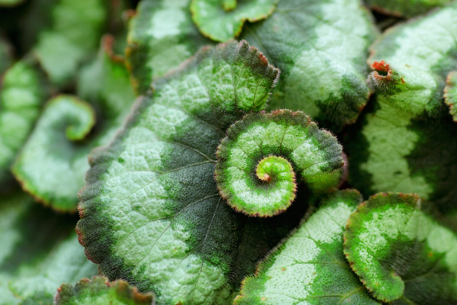 Begonia Escargot: hermosa planta con hojas en espiral - Cultiva Futuro