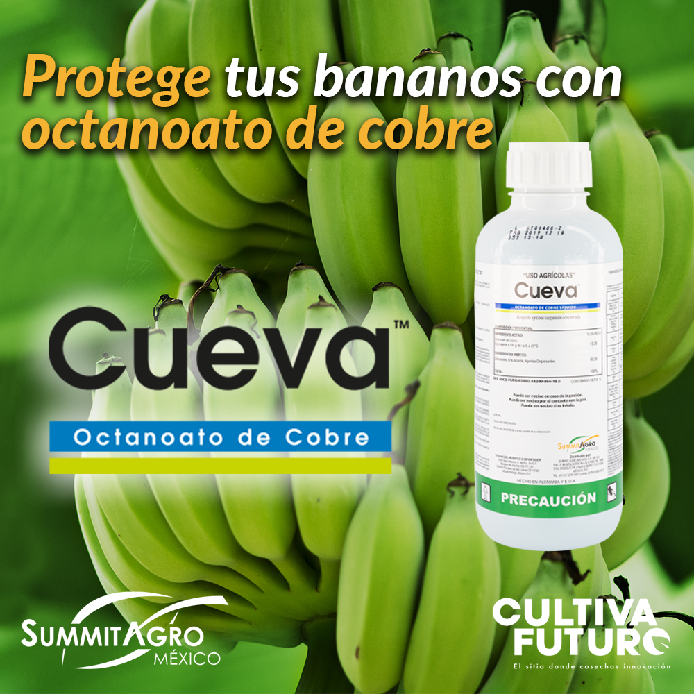 octanoato-cobre-banano