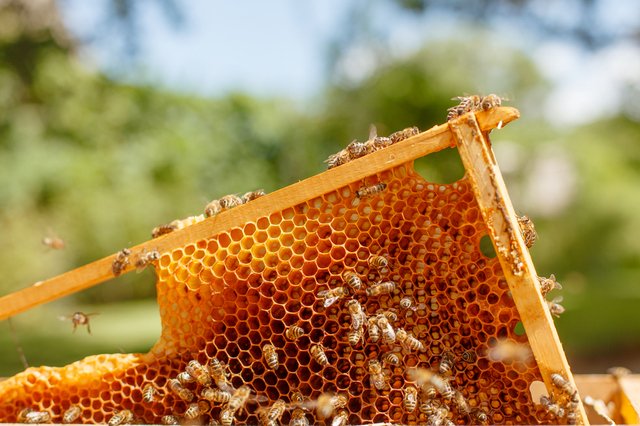 dia-abejas