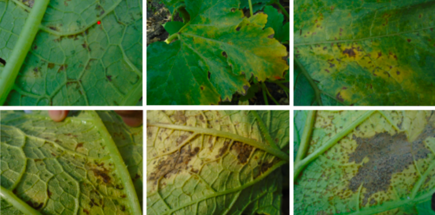 mancha bacteriana calabacita